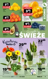 Gazetka promocyjna Netto - Od Poniedziałku - Gazetka - ważna od 07.02 do 07.02.2026 - strona 7 - produkty: Hiacynt, Borówka, Hibiskus, Siatka, Owoce, Mango