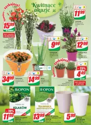 Gazetka promocyjna Dino - G24 - Gazetka - ważna od 20.06 do 20.06.2023 - strona 18 - produkty: Sok, Kaktus, Kalanchoe, Bukiet