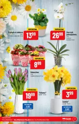 Gazetka promocyjna PoloMarket - Gazetka pomocyjna - Gazetka - ważna od 07.03 do 07.03.2023 - strona 17 - produkty: Tulipan, Kalanchoe, Storczyk, Bukiet