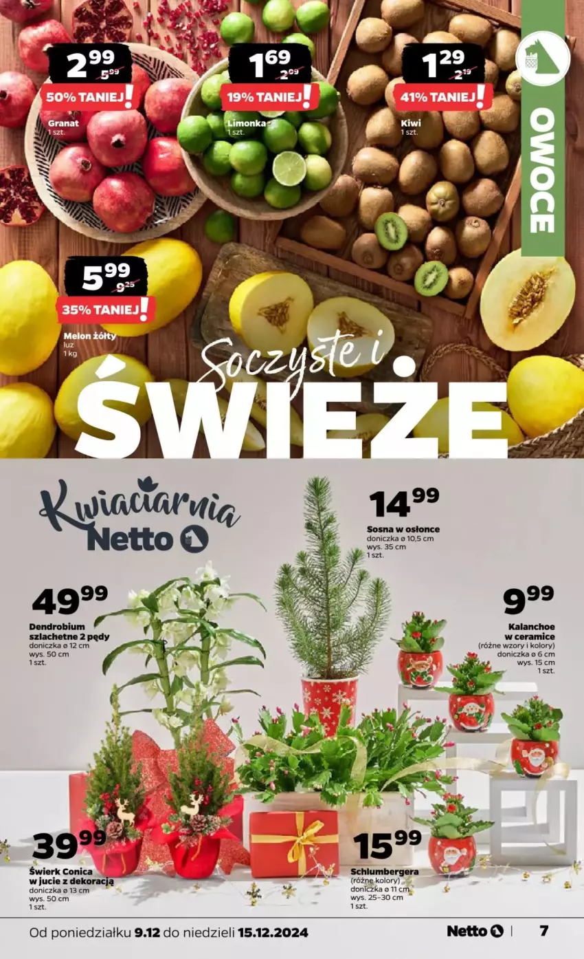 Gazetka promocyjna Netto - ważna 09.12 do 15.12.2024 - strona 24 - produkty: Kalanchoe, Sos