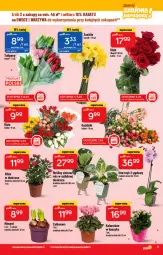 Gazetka promocyjna PoloMarket - Gazetka pomocyjna - Gazetka - ważna od 08.03 do 08.03.2022 - strona 9 - produkty: Warzywa, Tulipan, Kalanchoe, Storczyk, Bukiet, Owoce, Olej