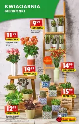 Gazetka promocyjna Biedronka - Od czwartku - Gazetka - ważna od 16.08 do 16.08.2023 - strona 21 - produkty: Sok, AEG, Róża, Kaktus, Wazon, Bukiet, Sukulent, Fa
