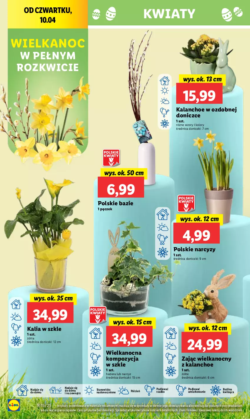 Gazetka promocyjna Lidl - GAZETKA - ważna 09.04 do 13.04.2025 - strona 54 - produkty: Cień, Kalanchoe, Narcyz, O nas