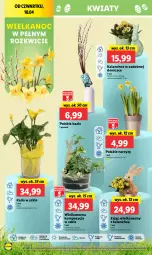 Gazetka promocyjna Lidl - GAZETKA - Gazetka - ważna od 13.04 do 13.04.2025 - strona 54 - produkty: Cień, O nas, Kalanchoe, Narcyz