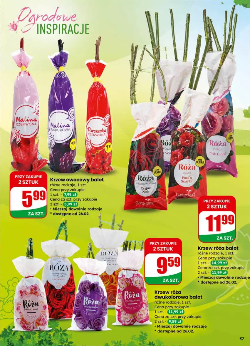 Gazetka promocyjna Dino - Gazetka 09 / 2026 - ważna 25.02 do 03.03.2026 - strona 57 - produkty: Róża