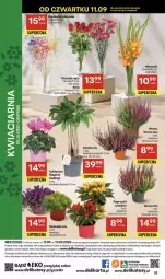 Gazetka promocyjna Delikatesy Centrum - Franczyza DC37 Czwartek - Gazetka - ważna od 17.09 do 17.09.2025 - strona 52 - produkty: Gra, Cyklamen, Róża, Bukiet, Miecz