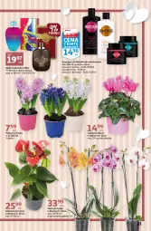 Gazetka promocyjna Auchan - Gazetka Koszyk Oszczędności Auchan Hipermarket - Gazetka - ważna od 25.01 do 25.01.2023 - strona 21 - produkty: Hiacynt, Cyklamen, Storczyk, Woda toaletowa, Szampon, Syoss, La Rive, Odżywka, Woda