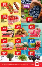 Gazetka promocyjna PoloMarket - Gazetka pomocyjna - Gazetka - ważna od 07.06 do 07.06.2022 - strona 3 - produkty: Piec, Grill, Pomidory