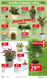 Gazetka promocyjna E Leclerc - Gazetka - ważna od 16.03 do 16.03.2024 - strona 13 - produkty: Hiacynt, Róża, Kosz, Narcyz