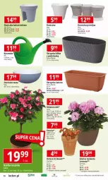 Gazetka promocyjna E Leclerc - Gazetka - ważna od 16.03 do 16.03.2024 - strona 14 - produkty: Konewka, Róża, Tera