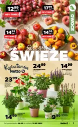 Gazetka promocyjna Netto - Od Poniedziałku - Gazetka - ważna od 31.05 do 31.05.2025 - strona 7 - produkty: Chryzantema, Morela, Sati, Nektarynka, Owoce, Wino, Nektar