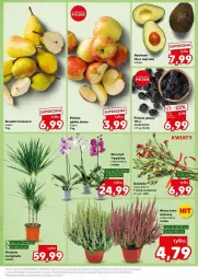 Gazetka promocyjna Kaufland - Gazetka - ważna od 04.09 do 04.09.2024 - strona 24 - produkty: Jeżyny, Gruszki, Storczyk