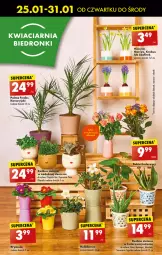 Gazetka promocyjna Biedronka - Od czwartku - Gazetka - ważna od 31.01 do 31.01.2024 - strona 26 - produkty: Hiacynt, Prymula, Wazon, Palma, Narcyz, Krokus