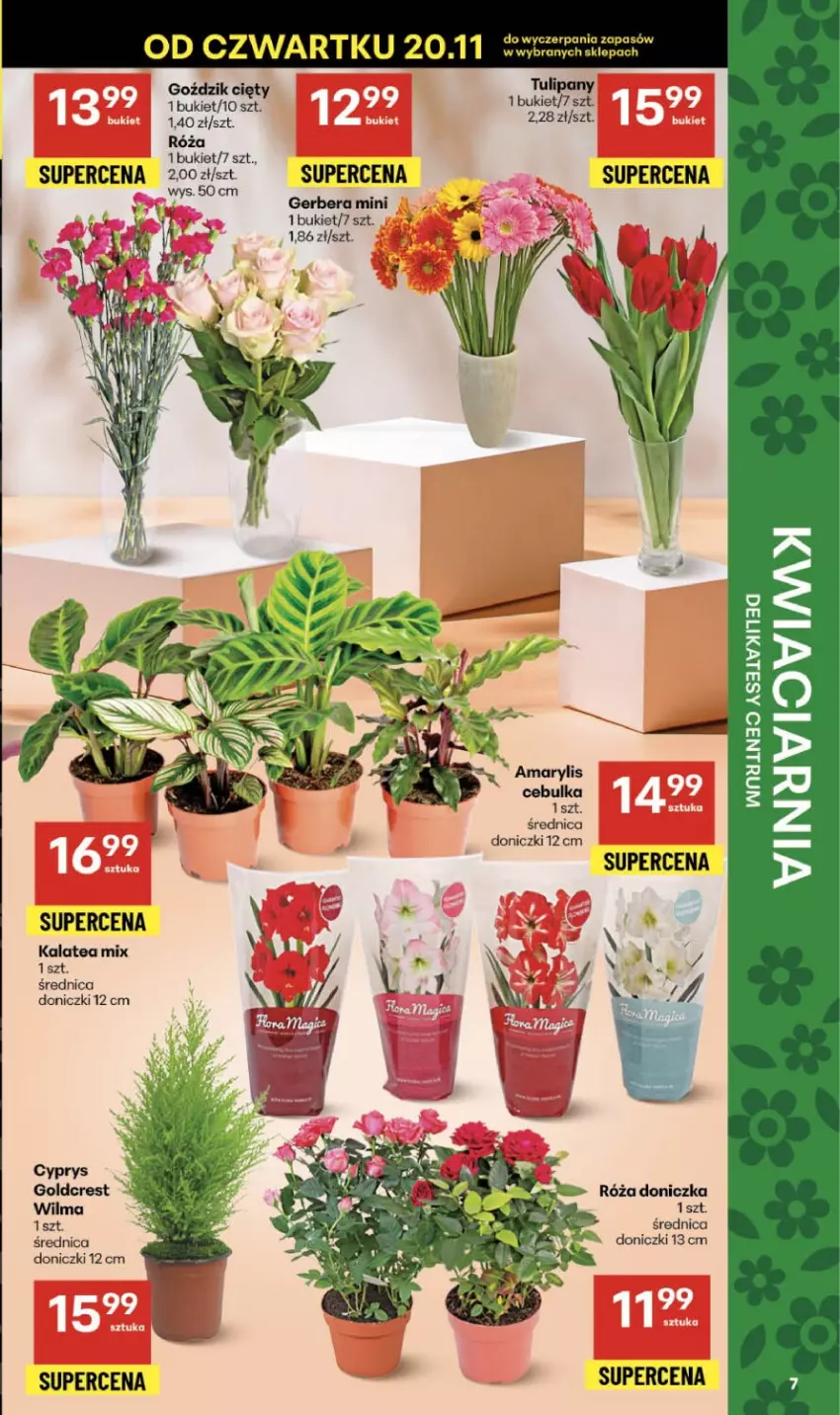 Gazetka promocyjna Delikatesy Centrum - Franczyza DC47 Czwartek - ważna 20.11 do 26.11.2025 - strona 7 - produkty: Bukiet, Gerber, Róża, Tulipan