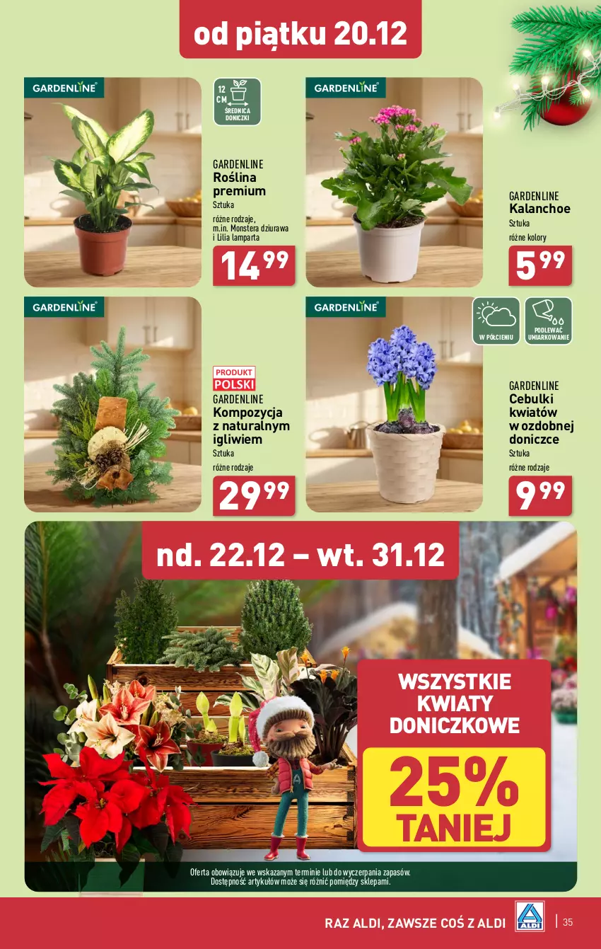 Gazetka promocyjna Aldi - Pełna oferta - ważna 16.12 do 24.12.2024 - strona 35 - produkty: Kalanchoe, Lampa, Tera