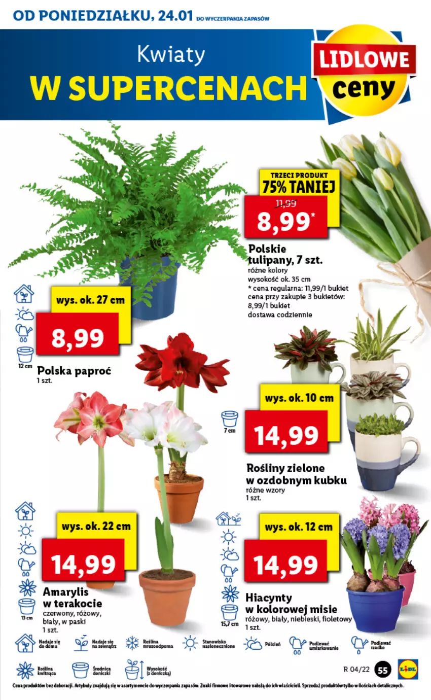 Gazetka promocyjna Lidl - GAZETKA - ważna 24.01 do 26.01.2022 - strona 59 - produkty: Amarylis, Bukiet, Hiacynt, Koc, Noż, Sok, Sos, Tera