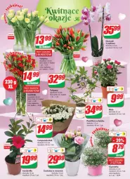 Gazetka promocyjna Dino - Gazetka - Gazetka - ważna od 31.05 do 31.05.2022 - strona 20 - produkty: Campanula, Sok, Róża, Storczyk, Bukiet, Flora