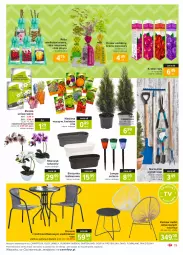 Gazetka promocyjna Carrefour - Gazetka Market - Gazetka - ważna od 22.03 do 22.03.2021 - strona 19 - produkty: Róża, Stolik, Storczyk, Krzesło, Flora, Lampa
