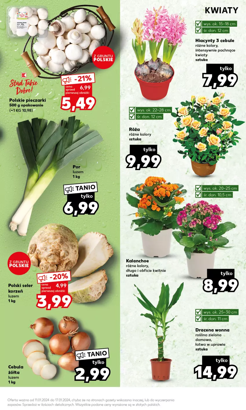 Gazetka promocyjna Kaufland - Mocny Start - ważna 15.01 do 17.01.2024 - strona 13 - produkty: Cebula, Hiacynt, Kalanchoe, Piec, Róża, Seler korzeń