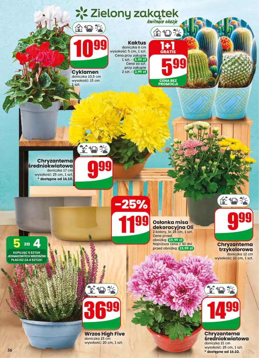 Gazetka promocyjna Dino - Gazetka 42 / 2026 - ważna 14.10 do 20.10.2026 - strona 56 - produkty: Chryzantema, Cyklamen, Kaktus, Osłonka, Sok