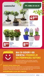 Gazetka promocyjna Aldi - Pełny katalog - Gazetka - ważna od 24.12 do 24.12.2022 - strona 27 - produkty: Sok, Mus, Hiacynt, Kalanchoe, Fa