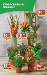 Gazetka promocyjna Biedronka - Od czwartku - Gazetka - ważna od 19.07 do 19.07.2023 - strona 28 - produkty: Sok, Róża, Wazon, Miecz, Fa
