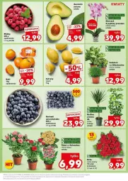 Gazetka promocyjna Kaufland - Gazetka - ważna od 13.11 do 13.11.2024 - strona 26 - produkty: NBA, Róża, Chia, Kalanchoe, Sukulent, Fa