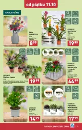Gazetka promocyjna Aldi - Pełna oferta - Gazetka - ważna od 12.10 do 12.10.2024 - strona 25 - produkty: Sok, Róża, Kosz, Tera, Sukulent