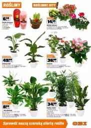 Gazetka promocyjna Obi - Gazetka OBI - Gazetka - ważna od 18.02 do 18.02.2025 - strona 9 - produkty: Hiacynt, Cyklamen, Kosz, Kalanchoe, Tera