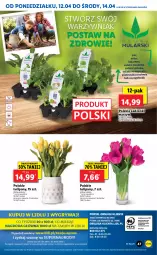 Gazetka promocyjna Lidl - GAZETKA - Gazetka - ważna od 14.04 do 14.04.2021 - strona 47 - produkty: Por, Sałata masłowa, Pietruszka, Sałata lodowa, Tulipan, Zdrowie, Sałat, Piast, Bukiet, Masło