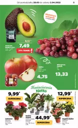 Gazetka promocyjna Netto - Gazetka spożywcza - Gazetka - ważna od 02.04 do 02.04.2022 - strona 5 - produkty: Cyklamen, Wino