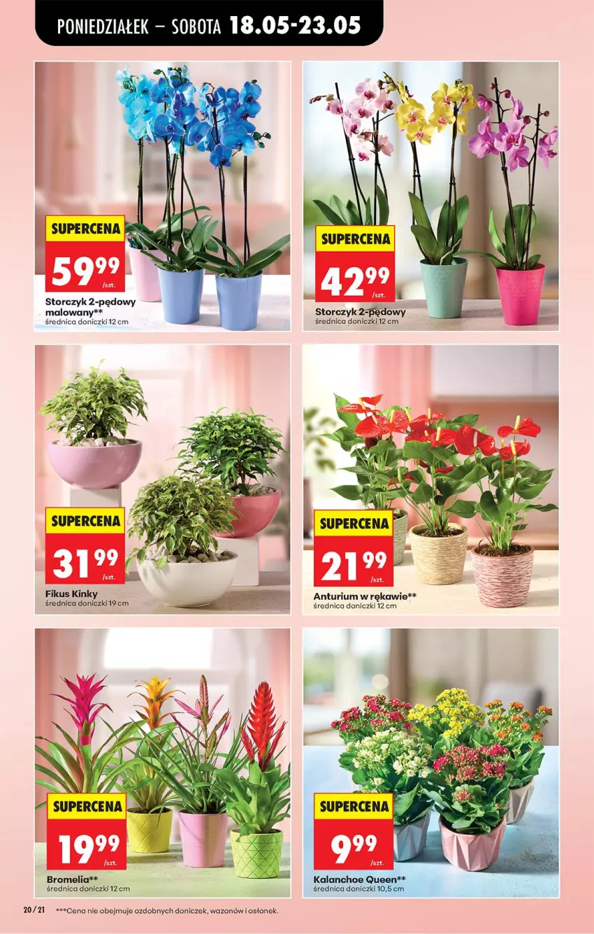 Gazetka promocyjna Biedronka - Od Poniedziałku - ważna 18.05 do 23.05.2026 - strona 22 - produkty: Bromelia, Storczyk, Wazon