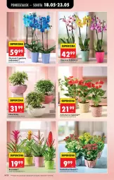 Gazetka promocyjna Biedronka - Od Poniedziałku - Gazetka - ważna od 23.05 do 23.05.2026 - strona 22 - produkty: Wazon, Storczyk, Bromelia