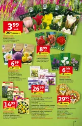 Gazetka promocyjna Auchan - Odlotowe ceny na start szkoły Hipermarket - Gazetka - ważna od 10.09 do 10.09.2025 - strona 7 - produkty: Mus, Tulipan, Siatka, Narcyz, Feta, Krokus