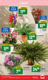 Gazetka promocyjna PoloMarket - Gazetka pomocyjna - Gazetka - ważna od 10.10 do 10.10.2023 - strona 15 - produkty: Chryzantema, Wazon, Bukiet