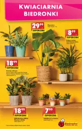 Gazetka promocyjna Biedronka - Gazetka - ważna od 13.07 do 13.07.2022 - strona 11 - produkty: Hama, Mus, Tera, Wazon, Palma, , Aloe vera, Sukulent