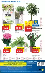 Gazetka promocyjna Lidl - GAZETKA - Gazetka - ważna od 16.06 do 16.06.2021 - strona 49 - produkty: Kaktus, Cień, O nas, Bukiet, Sukulent