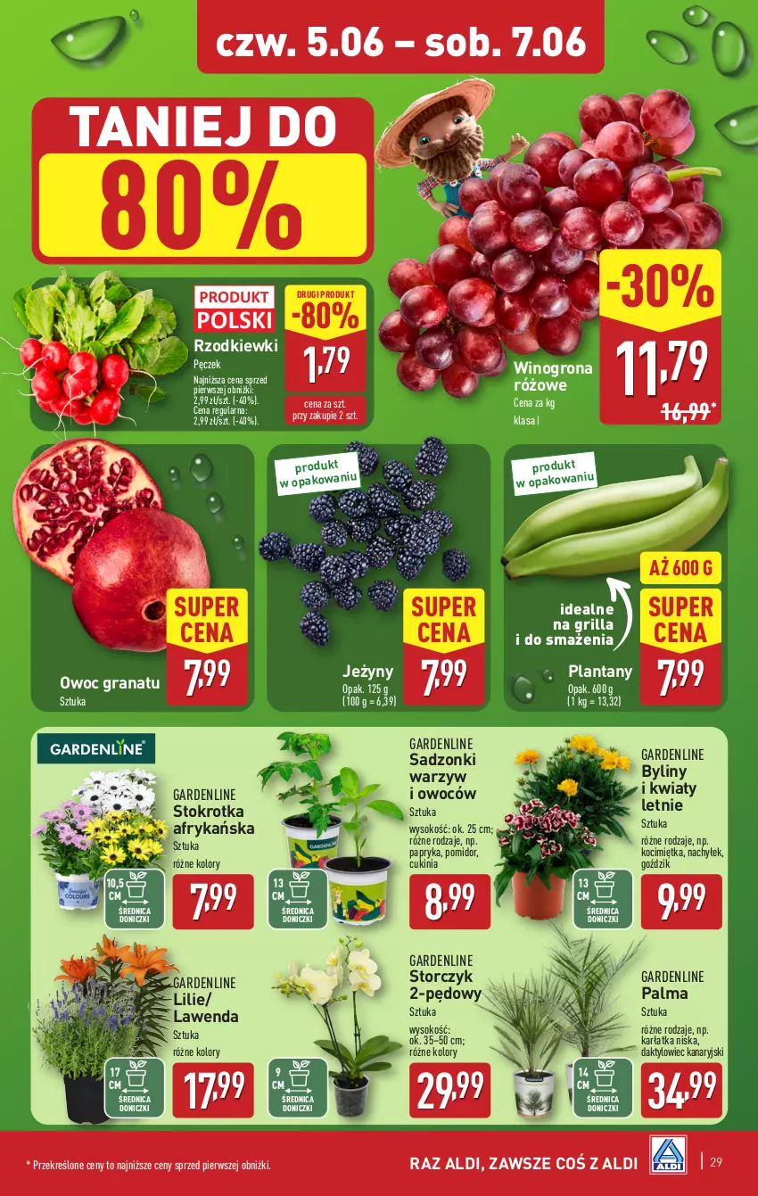 Gazetka promocyjna Aldi - Pełna oferta - ważna 02.06 do 07.06.2025 - strona 29 - produkty: Gra, Granat, Grill, Jeżyny, Koc, Palma, Papryka, Sok, Storczyk, Wino, Winogrona