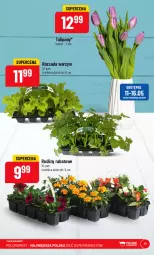 Gazetka promocyjna PoloMarket - Gazetka pomocyjna - Gazetka - ważna od 16.05 do 16.05.2023 - strona 51 - produkty: Tulipan, Bukiet