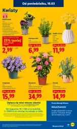 Gazetka promocyjna Lidl - Gazetka ważna od 16.03 do 18.03 - Gazetka - ważna od 18.03 do 18.03.2026 - strona 71 - produkty: Campanula, Sok, Por, Gra, Portal, Laur, Mola, Bukiet