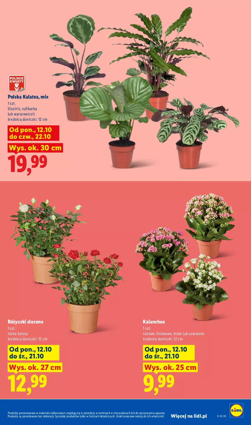 Gazetka promocyjna Lidl - Gazetka - ważna 12.10 do 14.10.2026 - strona 9 - produkty: Kalanchoe
