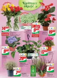 Gazetka promocyjna Dino - Gazetka - ważna od 05.09 do 05.09.2023 - strona 10 - produkty: Sok, Cyklamen, Bukiet, Fa