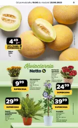 Gazetka promocyjna Netto - Artykuły spożywcze - Gazetka - ważna od 25.06 do 25.06.2023 - strona 5 - produkty: Chryzantema, Melon