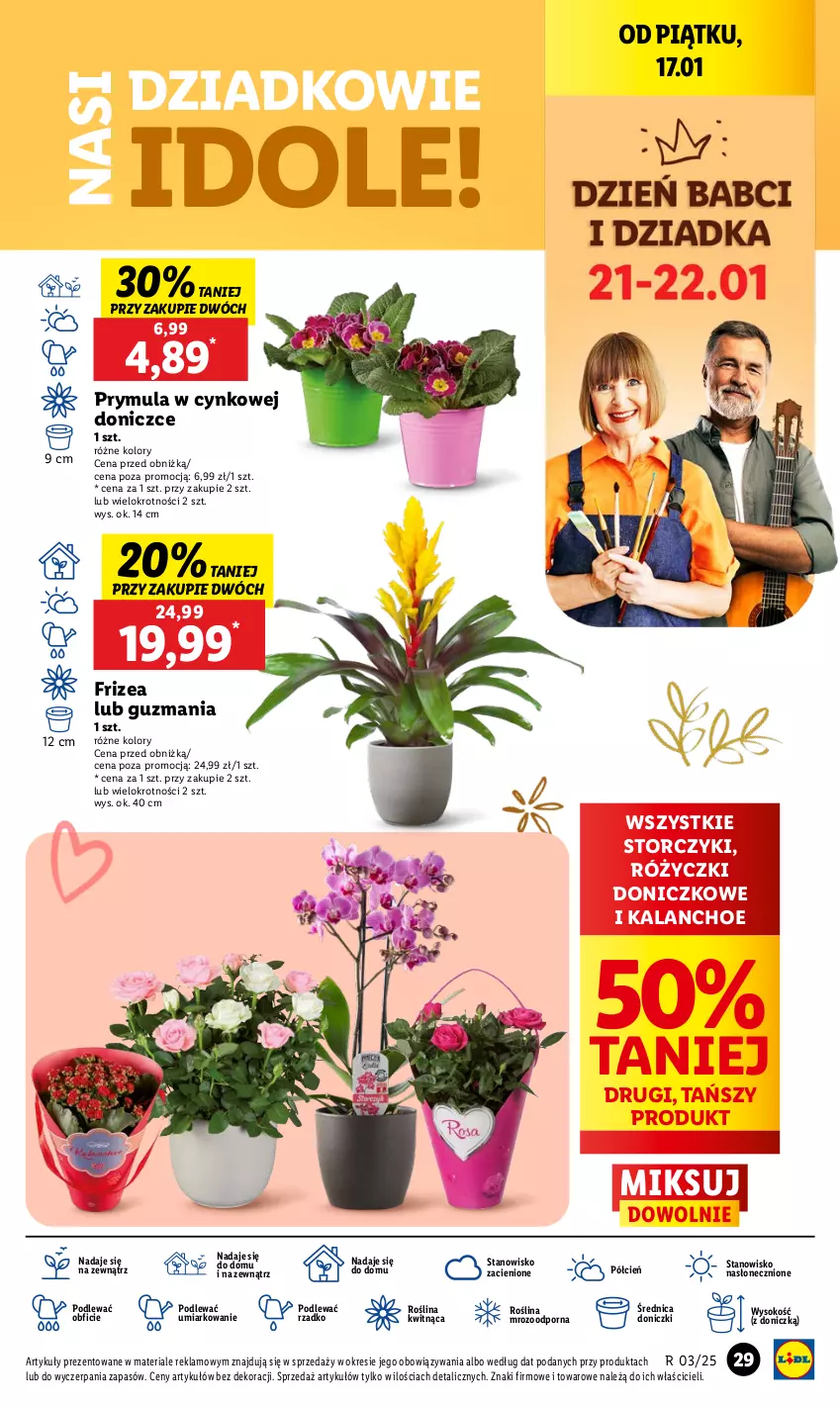 Gazetka promocyjna Lidl - GAZETKA - ważna 16.01 do 18.01.2025 - strona 31 - produkty: Cień, Cynk, Kalanchoe, O nas, Ole!, Por, Prymula, Sok, Storczyk