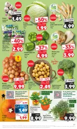 Gazetka promocyjna Kaufland - Gazetka tygodnia - Gazetka - ważna od 31.10 do 31.10.2023 - strona 27 - produkty: Cebula, Pietruszka, Seler korzeń, Papryka, Czosnek, Ziemniaki, Kalanchoe, Sałat, Grunt, Fa