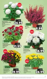 Gazetka promocyjna Kaufland - Gazetka tygodnia - Gazetka - ważna od 31.10 do 31.10.2023 - strona 67 - produkty: Chryzantema