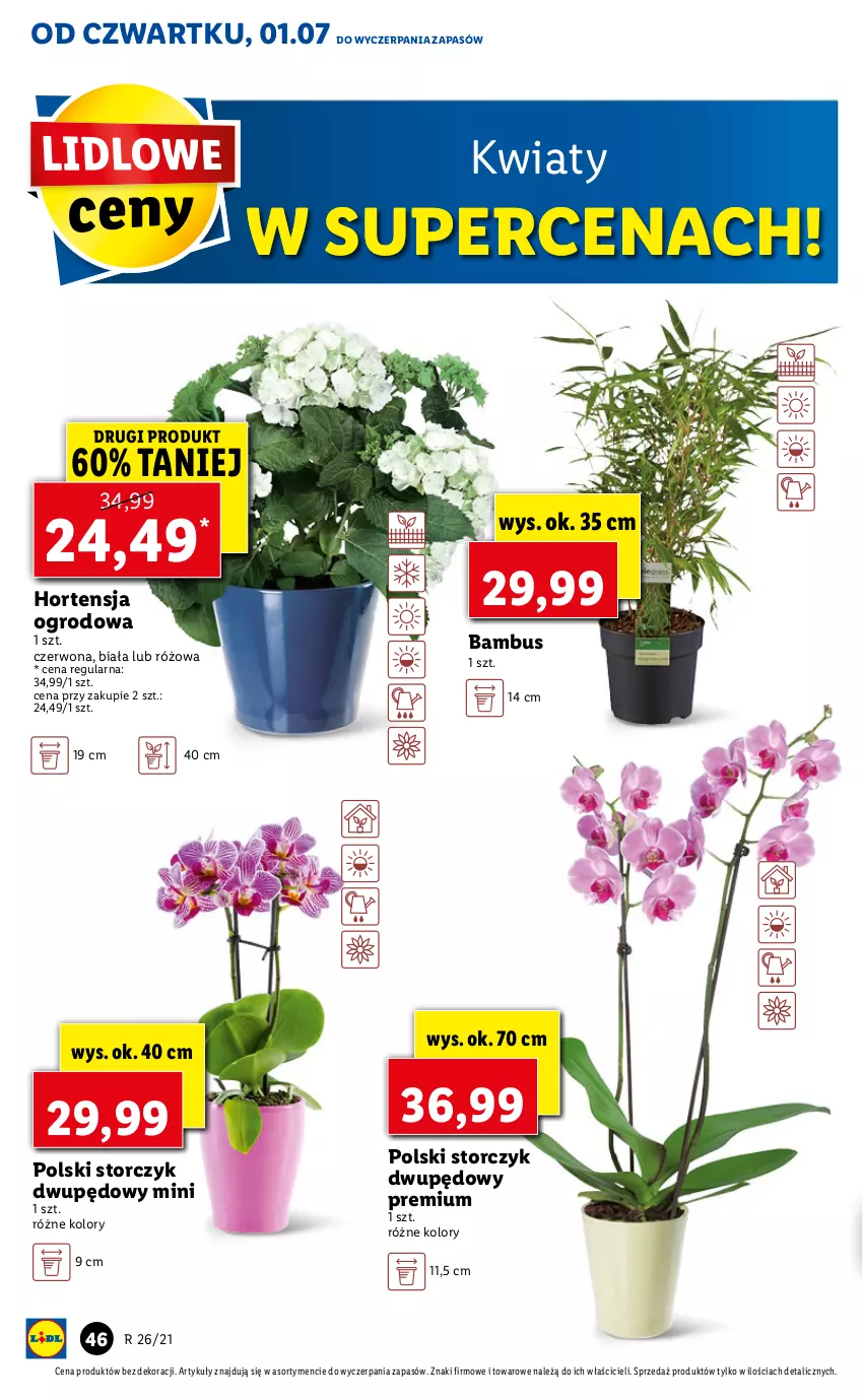 Gazetka promocyjna Lidl - GAZETKA - ważna 01.07 do 03.07.2021 - strona 46 - produkty: Storczyk