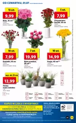 Gazetka promocyjna Lidl - GAZETKA - Gazetka - ważna od 03.07 do 03.07.2021 - strona 47 - produkty: Sok, Por, Gry, Chryzantema, Cień, O nas, Mola, Bukiet