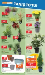 Gazetka promocyjna E Leclerc - Gazetka - ważna od 15.09 do 15.09.2025 - strona 3 - produkty: Por, Borówka, Chryzantema, Sati, Tera, Bukiet