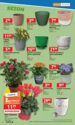 Gazetka promocyjna E Leclerc - Gazetka - ważna od 15.09 do 15.09.2025 - strona 4 - produkty: Gra, Cyklamen, Róża, Papryka, Kalanchoe, Tran, Osłonka